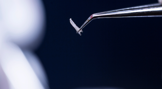 image-extraction-greffons