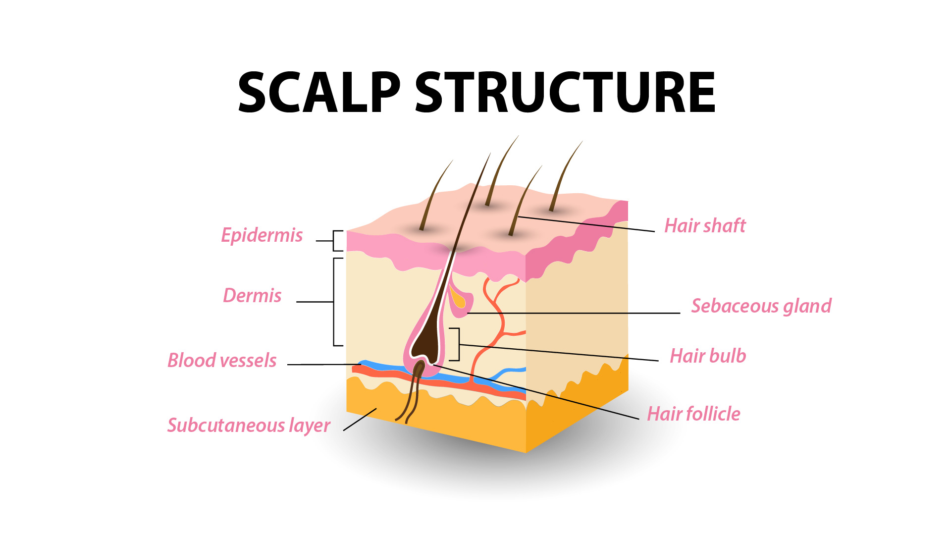 diagram of the scalp structure