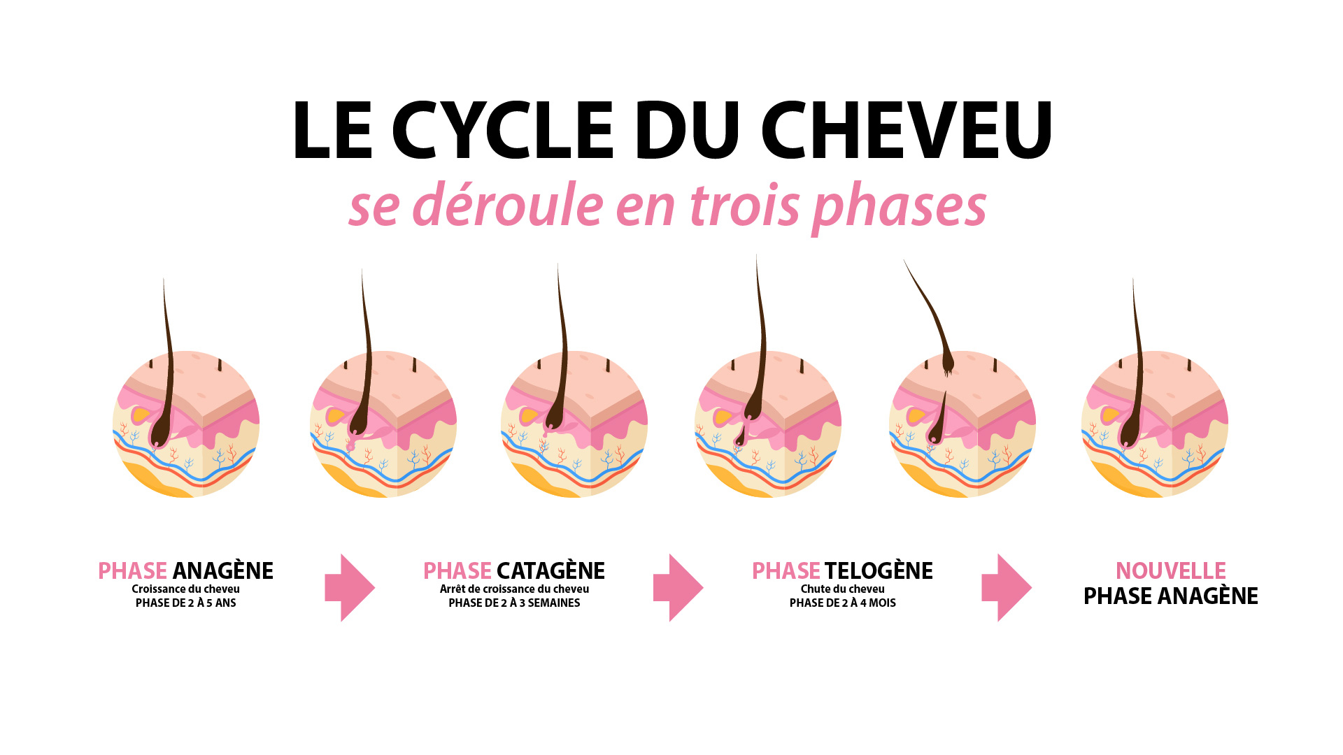 schéma du cycle du cheveu