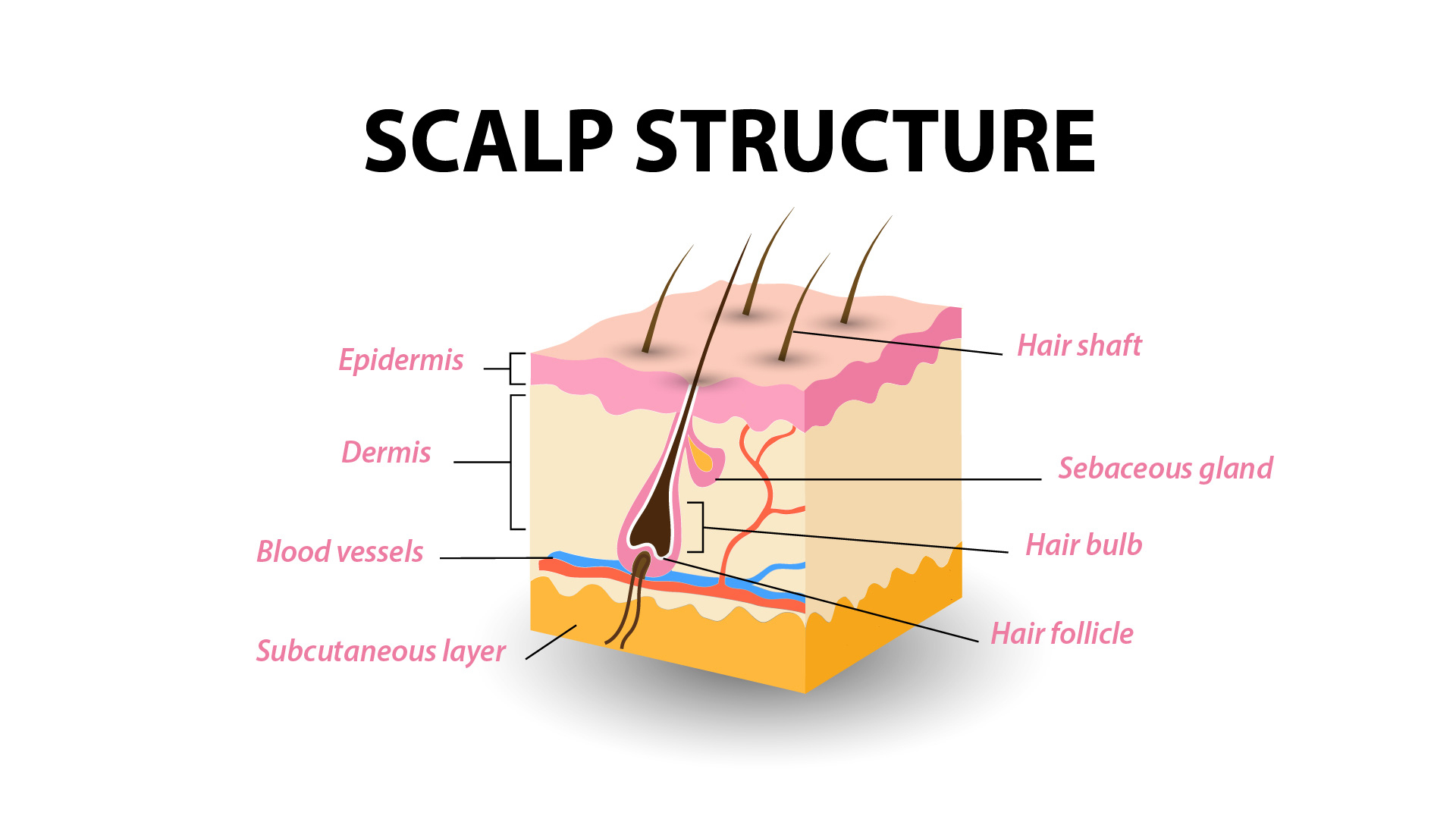 The scalp Structure