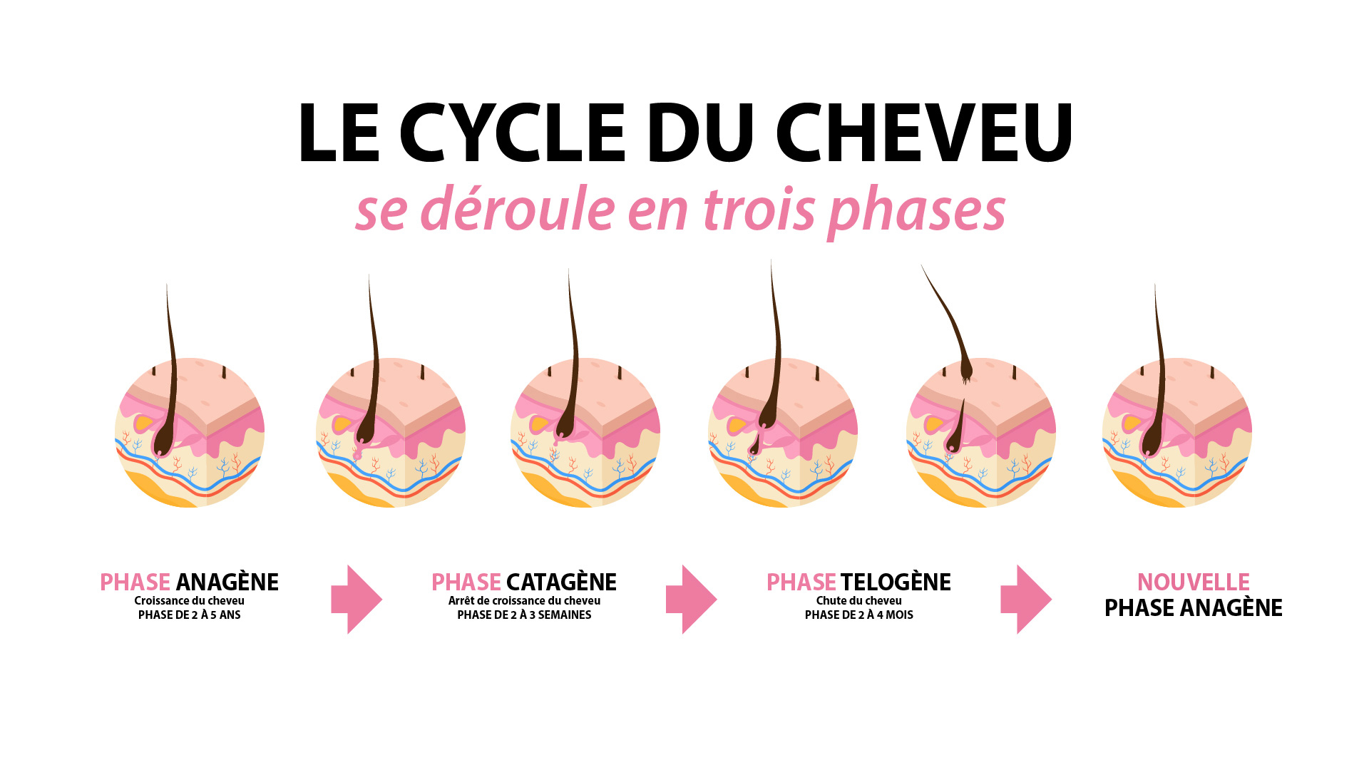 Le cycle du cheveu