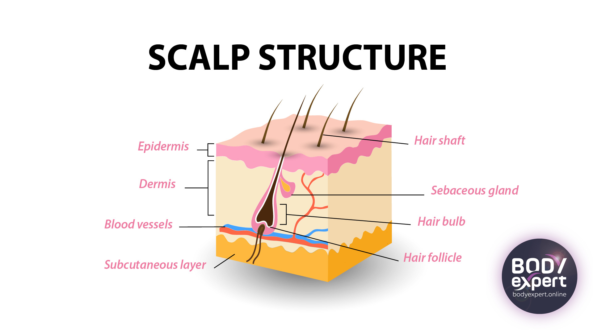 the scalp structure