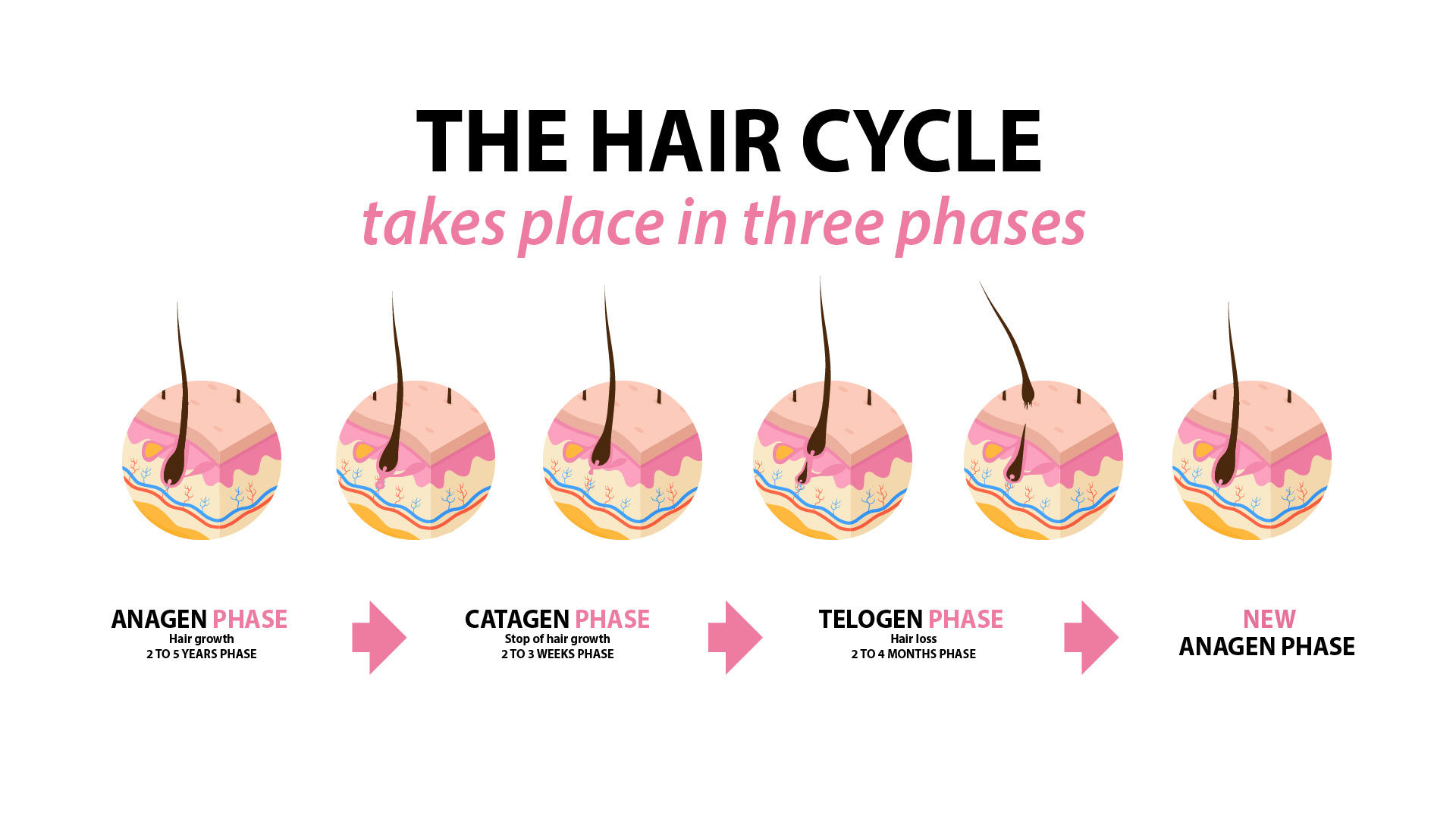 Natural Hair Growth Cycle Explainer Video On Anagen Catagen  Telogen  Phases  YouTube