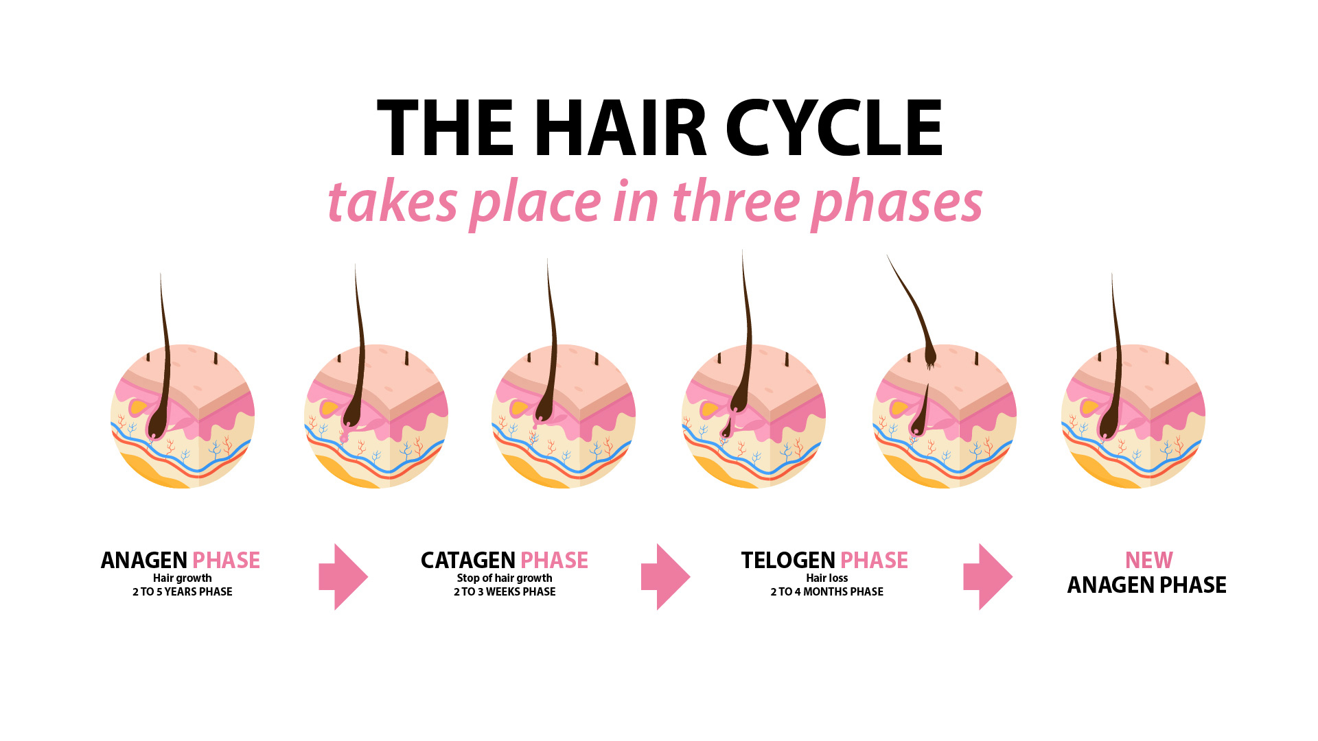 the hair circle