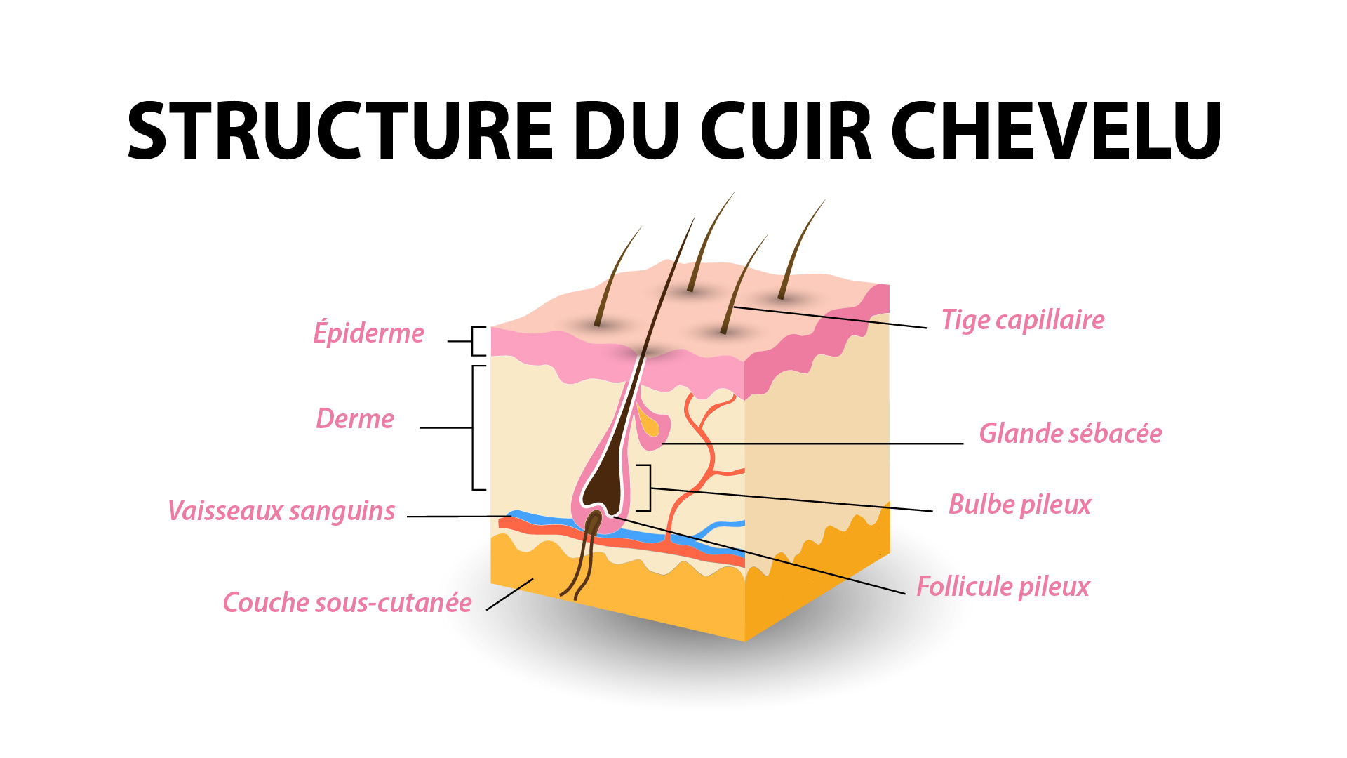 Schéma légendé de la structure du cuir chevelu