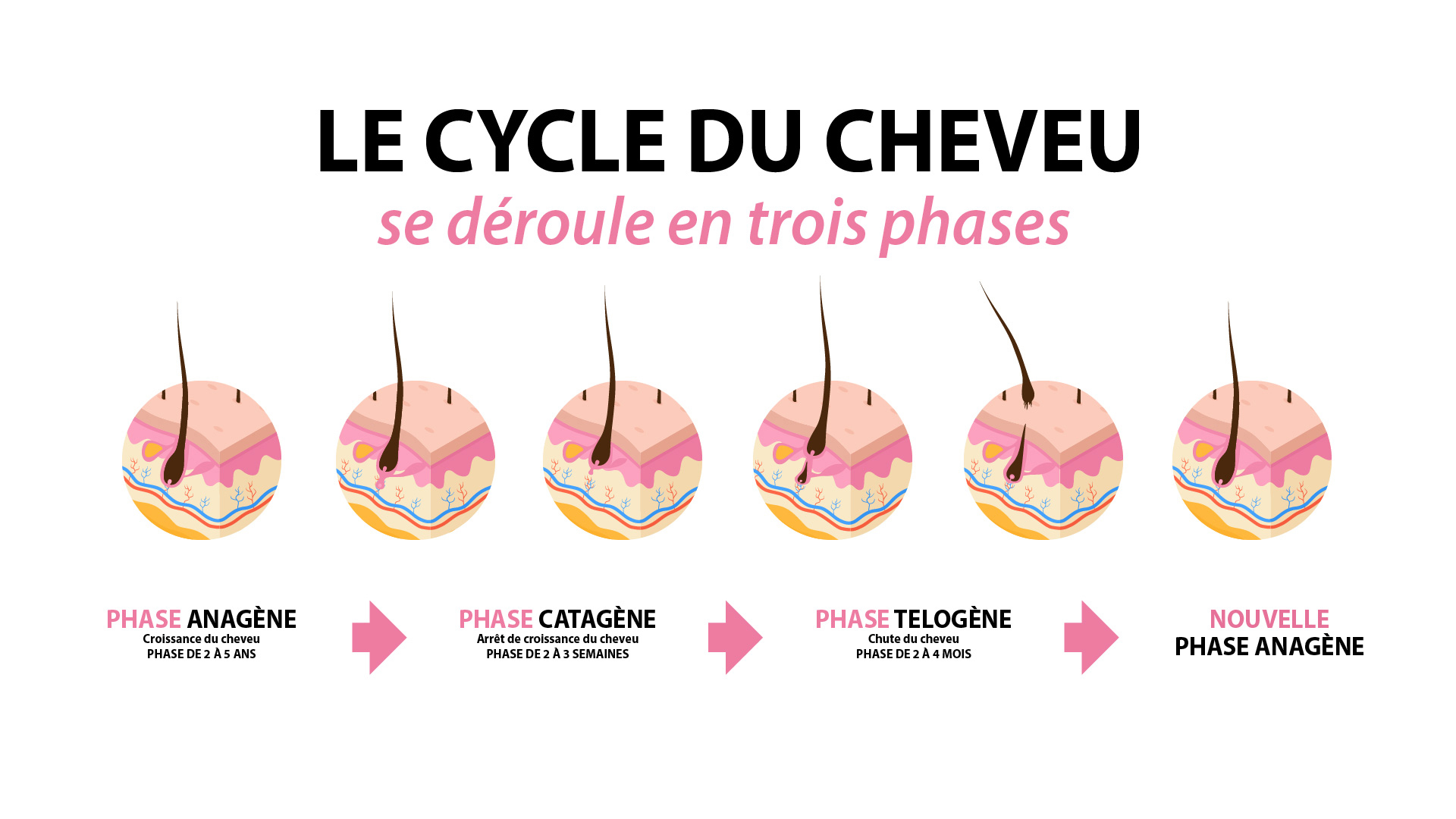 Schéma des phases du cycle du cheveu